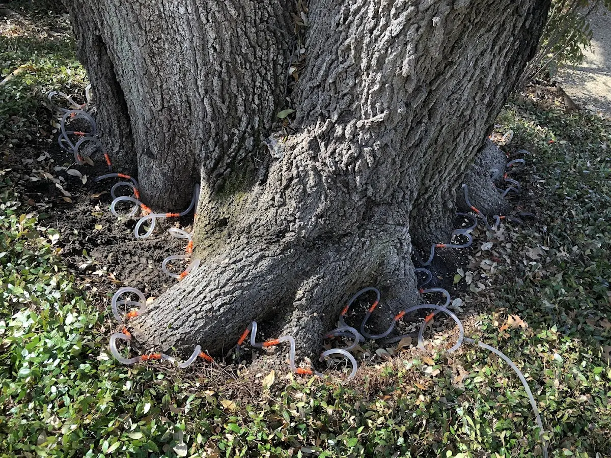 Detailed Tree Cabling and Bracing job site in Mountainville