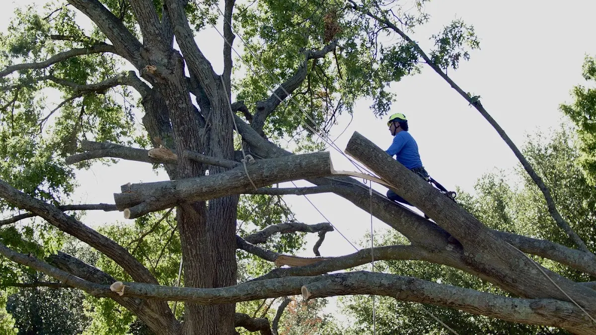 Professional Crown Thinning performed by certified arborists in Mountainville